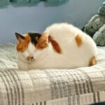 evethecat1224.com favicon